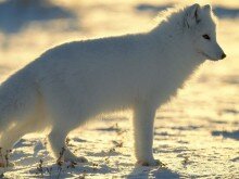 arctic-fox_217_600x450